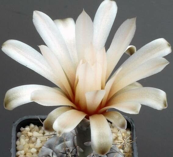 Gymnocalycium berchtii flower
