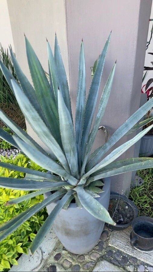 Agave tequilana — search result for 'Agave'