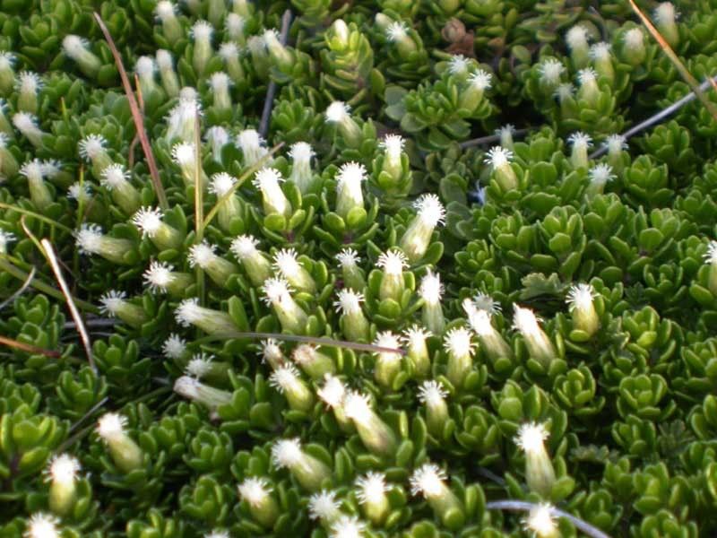 Minuartia cherlerioides — related species from the same genus
