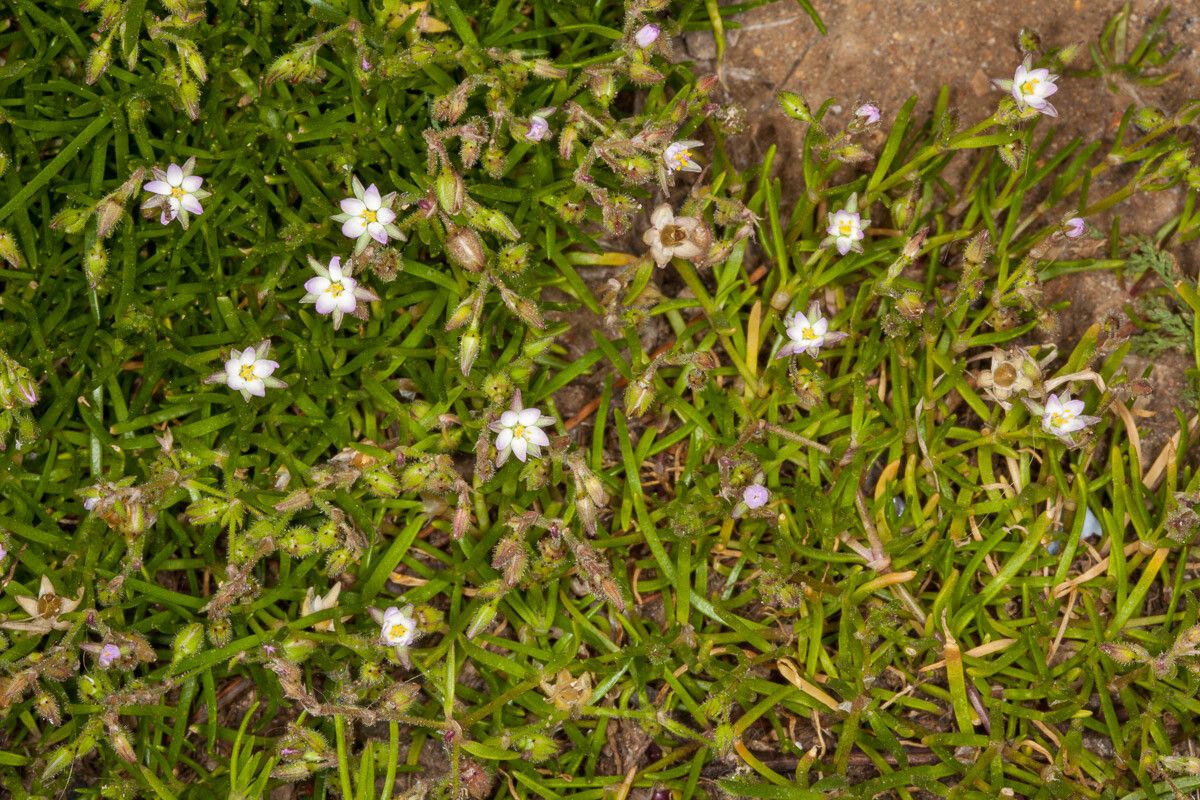 Spergularia macrorrhiza — houseplant care guide