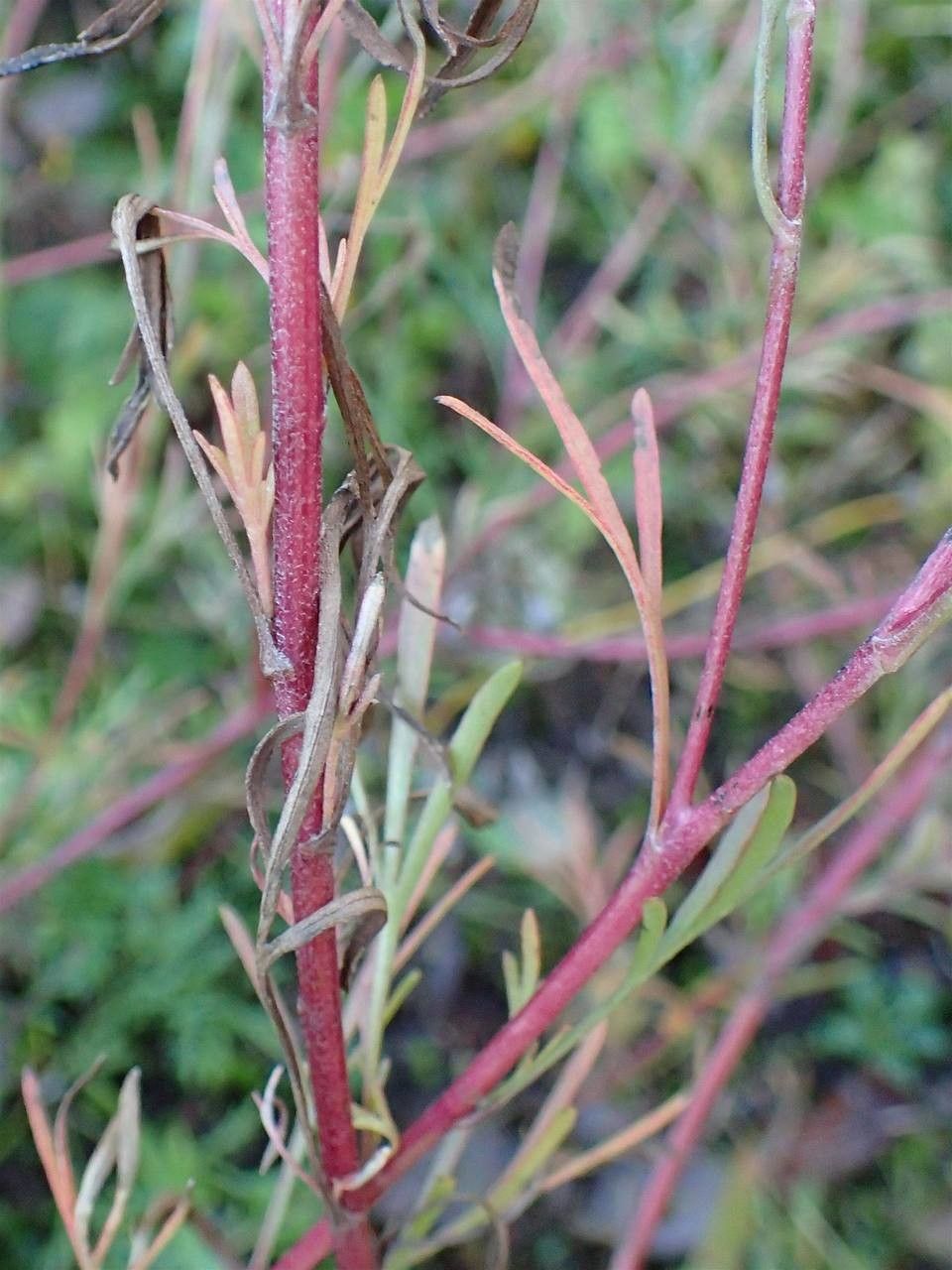 Chrysanthemum Zawadskii bark