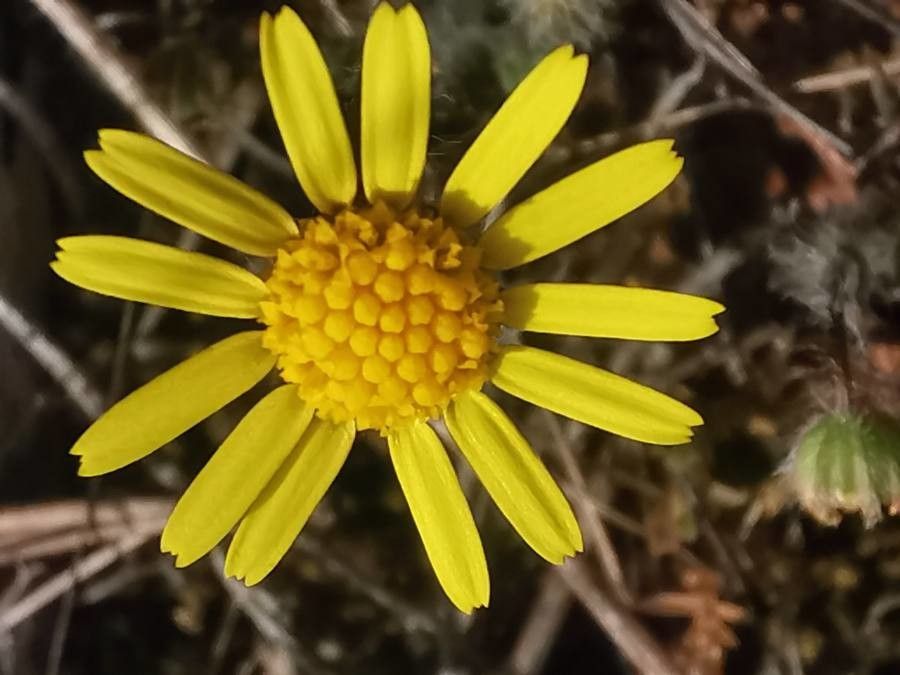 Jacobaea minuta flower
