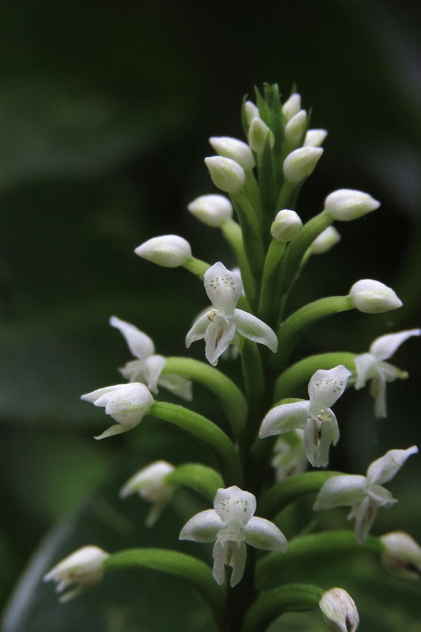 Cranichis muscosa flower