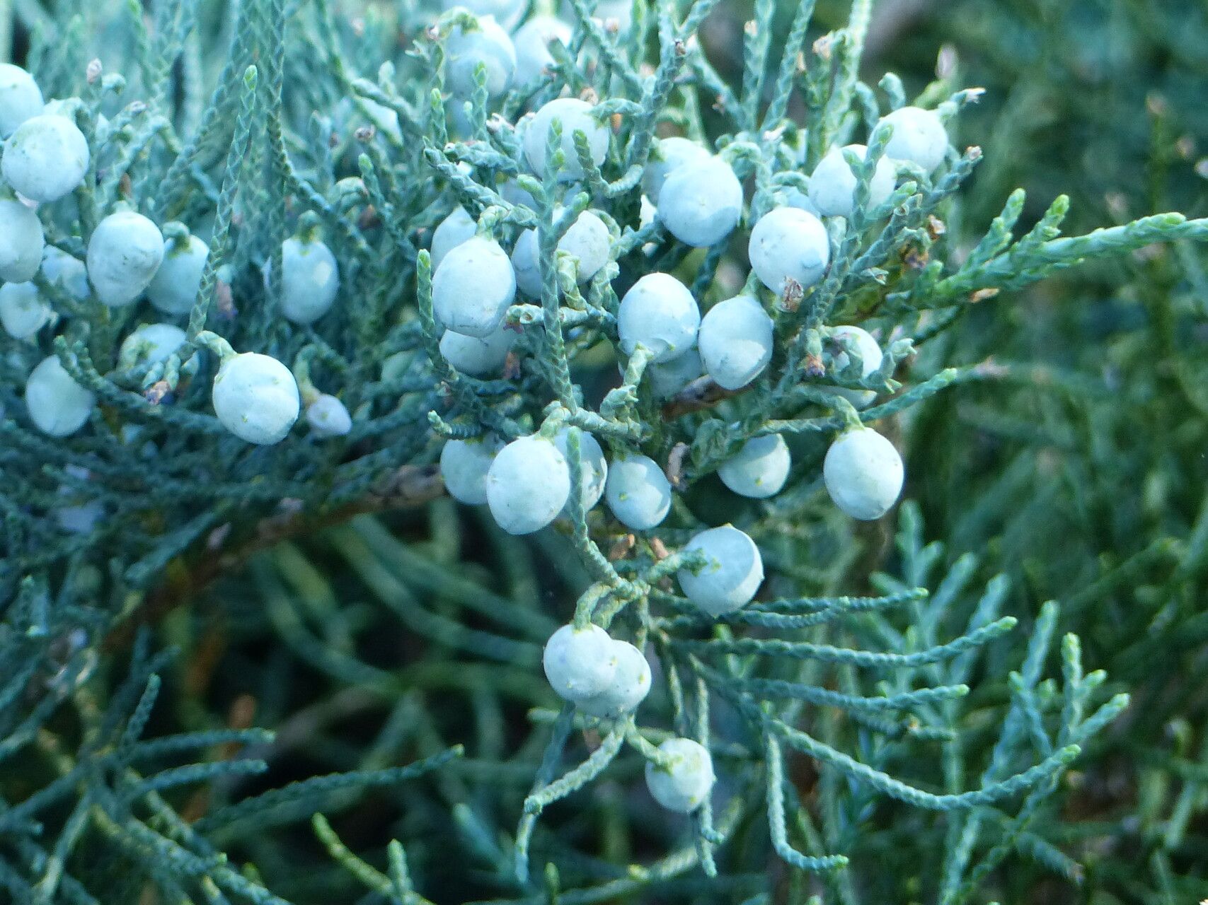 Juniperus deppeana fruit