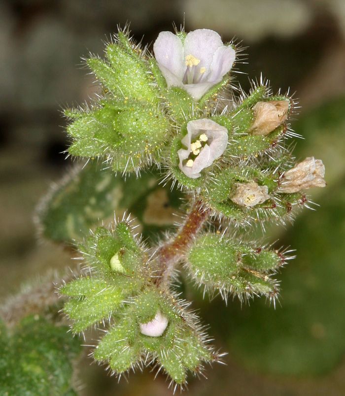 Phacelia coerulea flower