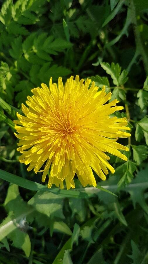 Taraxacum campylodes flower