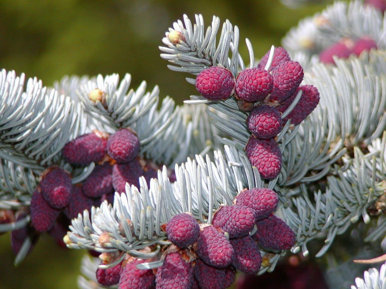 Abies procera flower