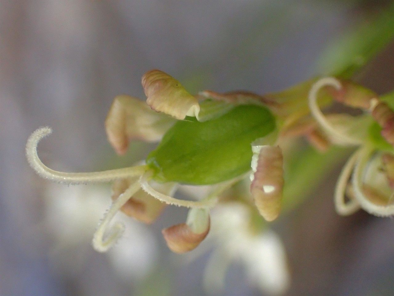 Silene saxifraga fruit