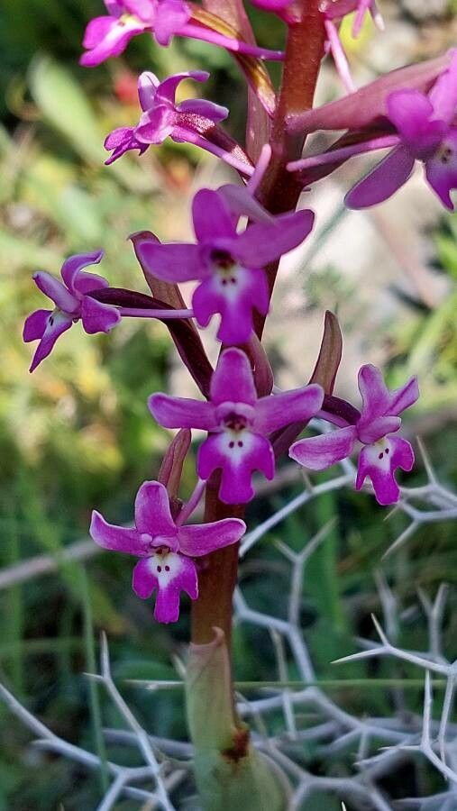Orchis quadripunctata flower