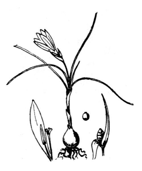 Romulea corsica — search result for 'Romulea'