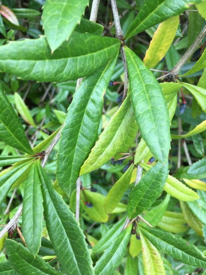 Berberis julianae leaf