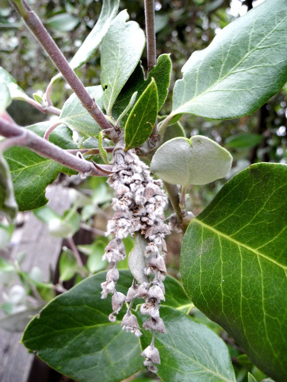 Garrya veatchii — houseplant care guide