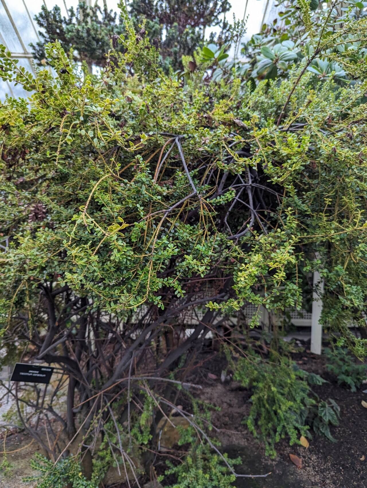 Vaccinium coriaceum habit