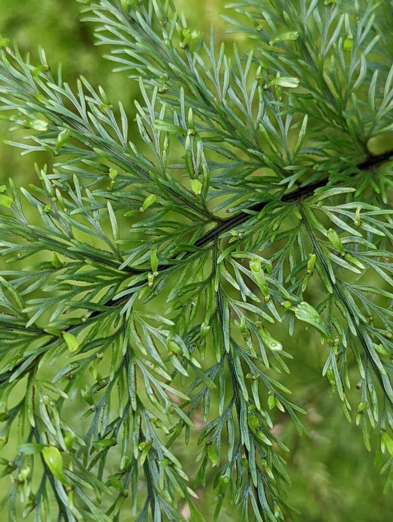 Asplenium viviparum leaf