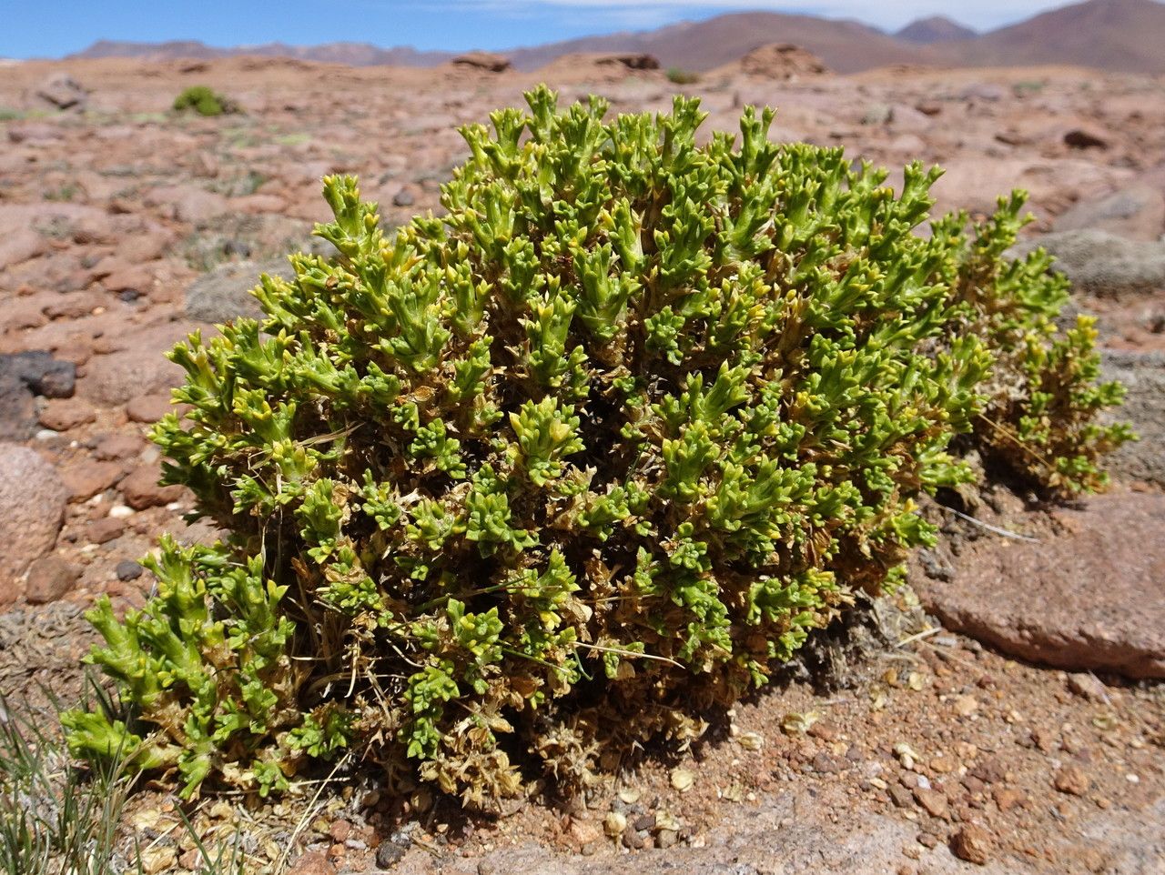 Xenophyllum pseudodigitatum habit