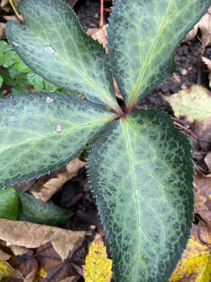 Helleborus × nigercors leaf