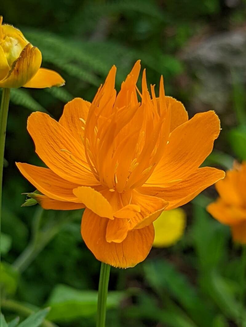 Trollius chinensis flower