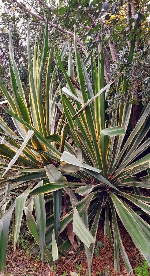 Furcraea selloana habit