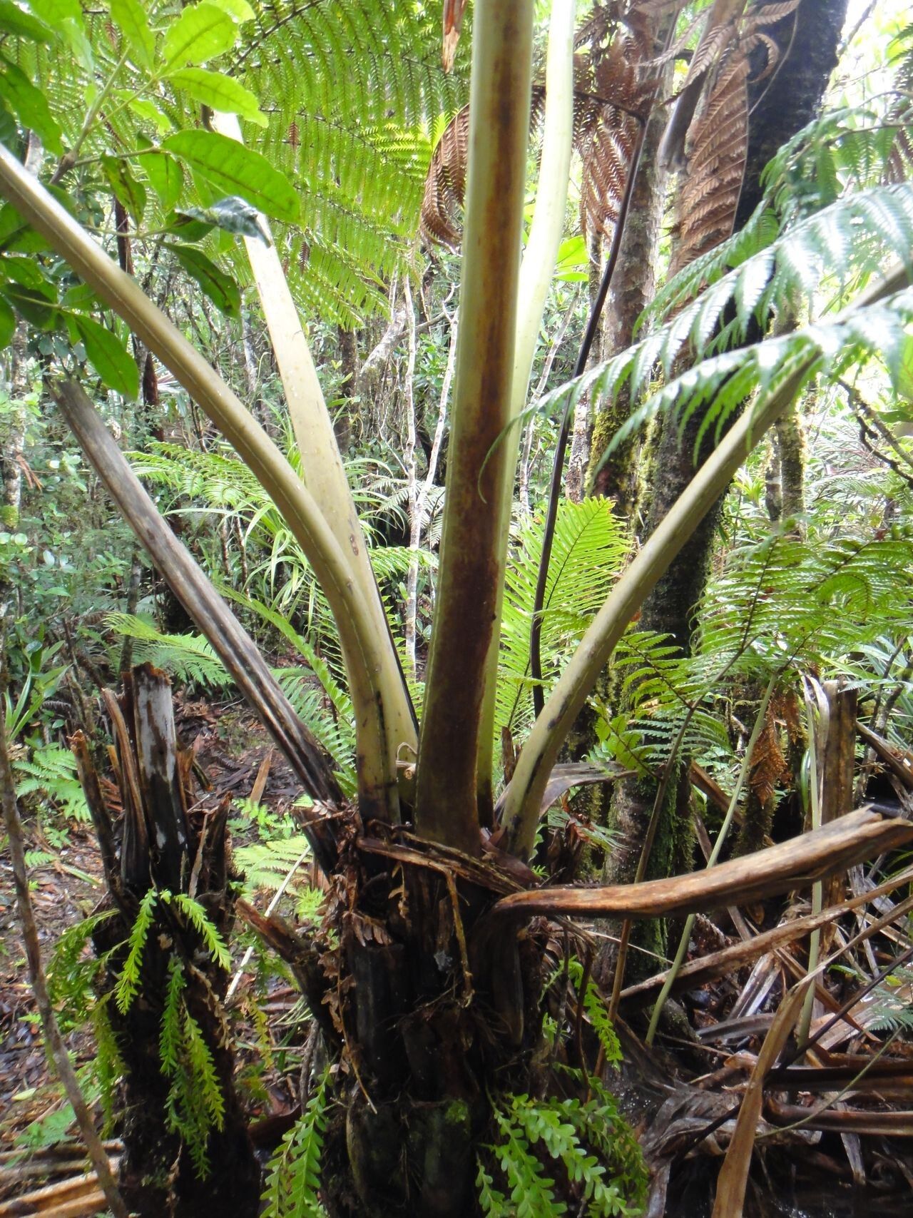 Dicksonia perriei bark