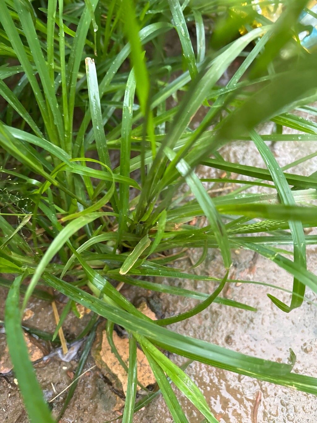 Sporobolus tenuissimus — search result for 'Sporobolus'