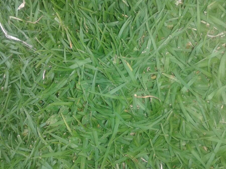 Bolboschoenus glaucus leaf