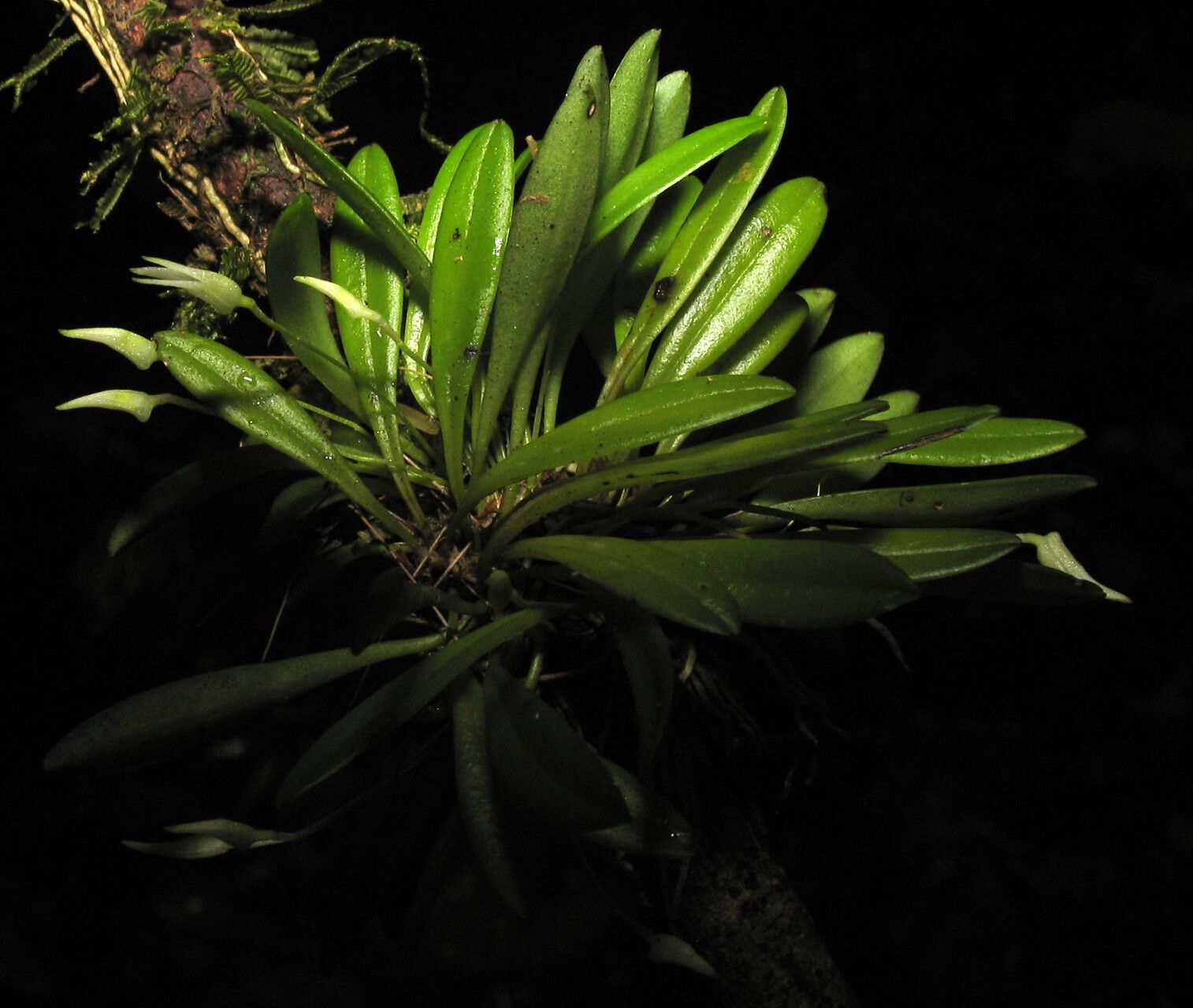 Masdevallia minuta habit