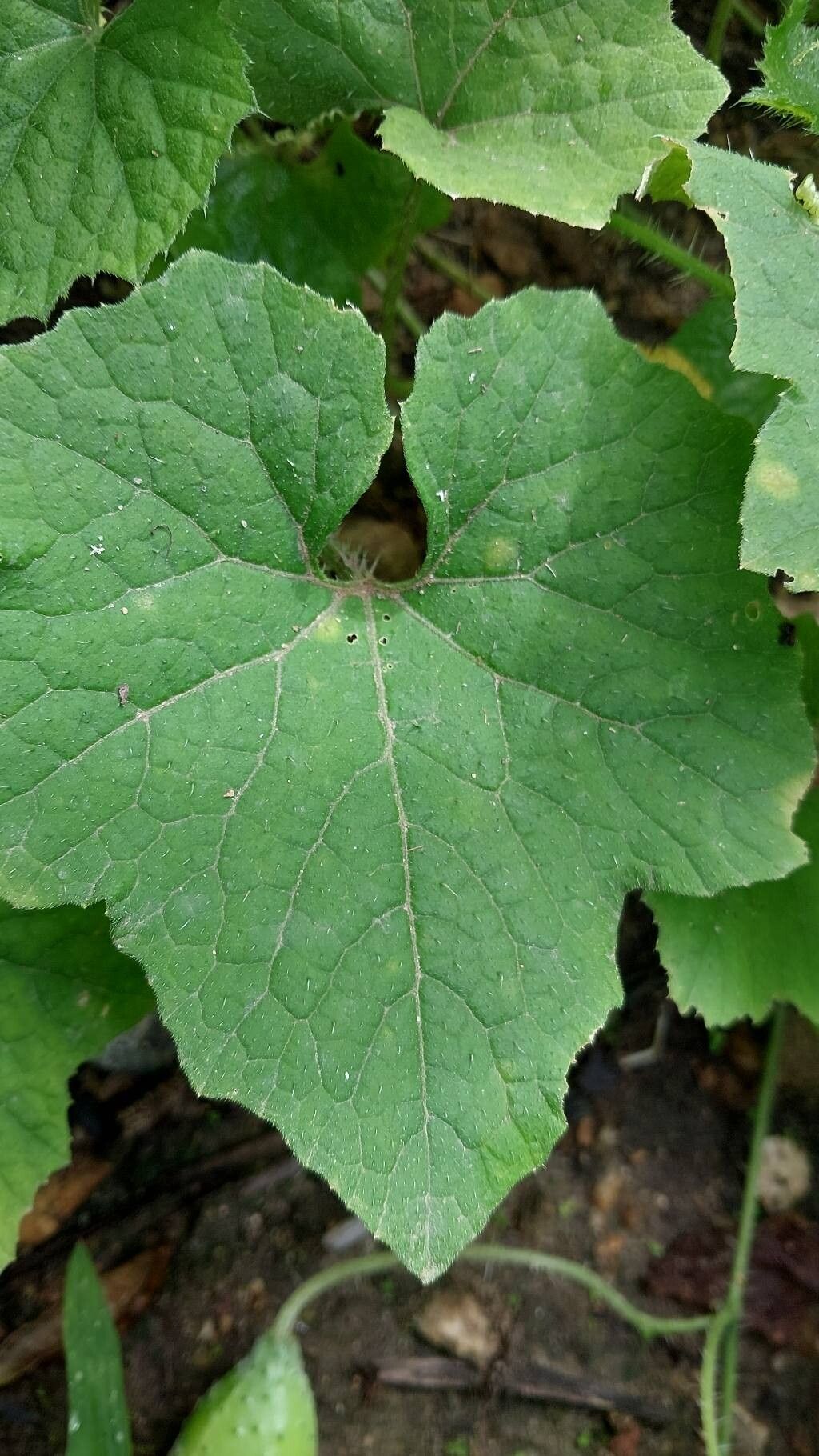 Cucumis sacleuxii — search result for 'Cucumis'
