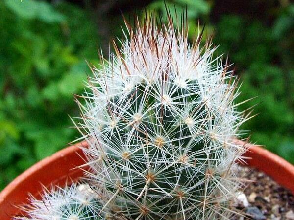 Escobaria duncanii — houseplant care guide