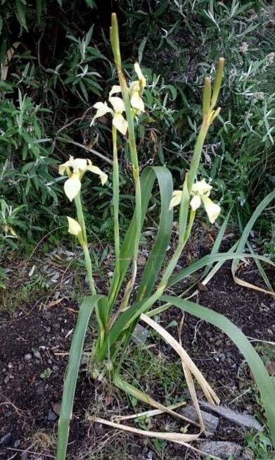 Moraea huttonii habit