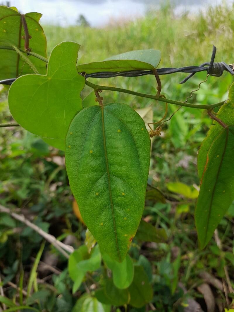 Passiflora auriculata — houseplant care guide