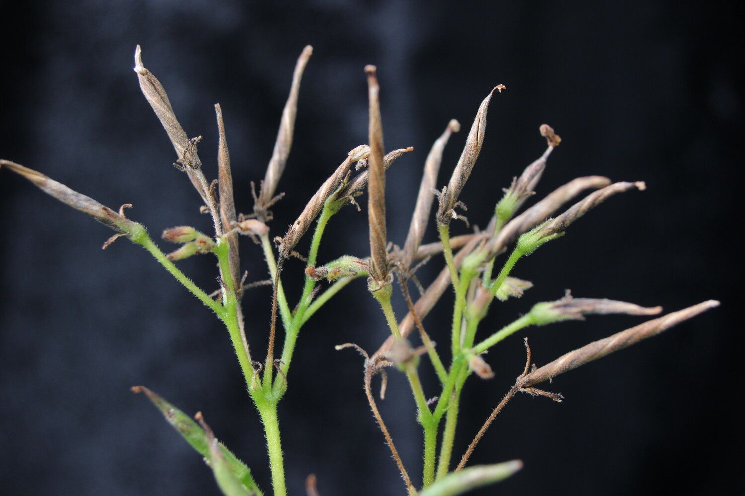 Streptocarpus variabilis fruit