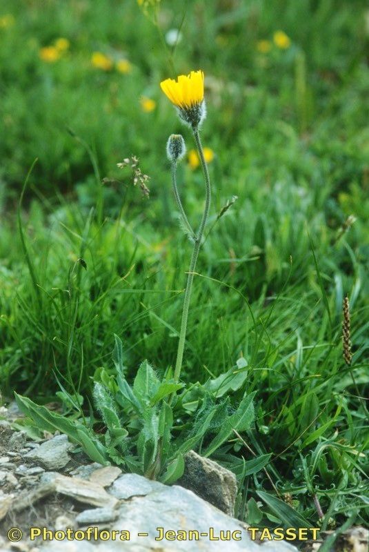 Hieracium glanduliferum habit