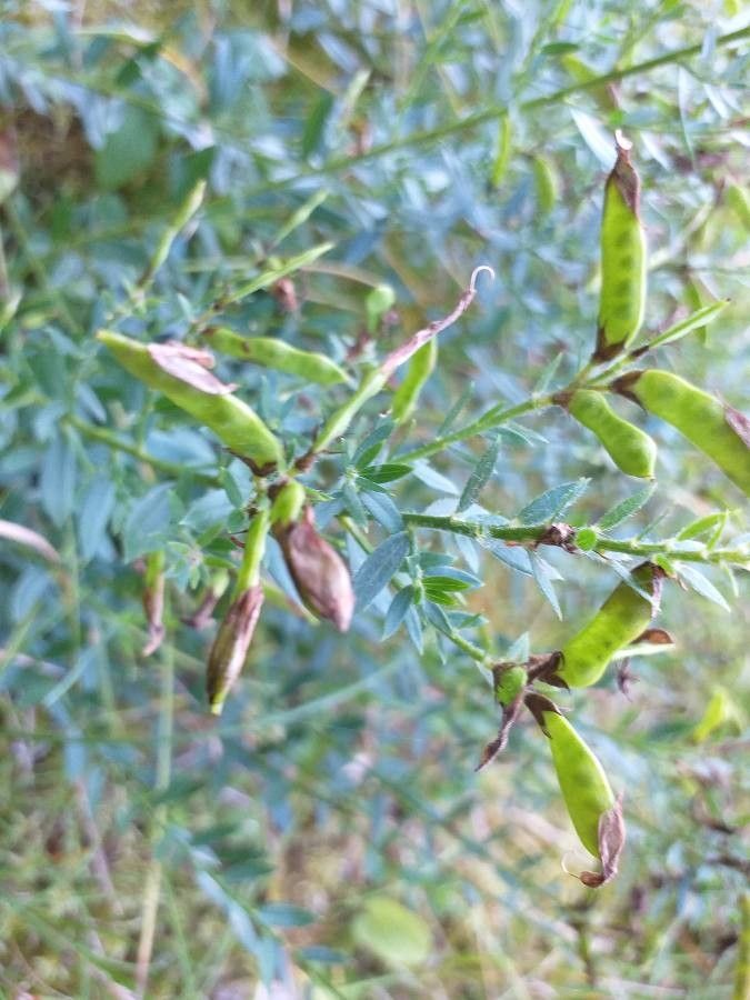 Genista tinctoria fruit