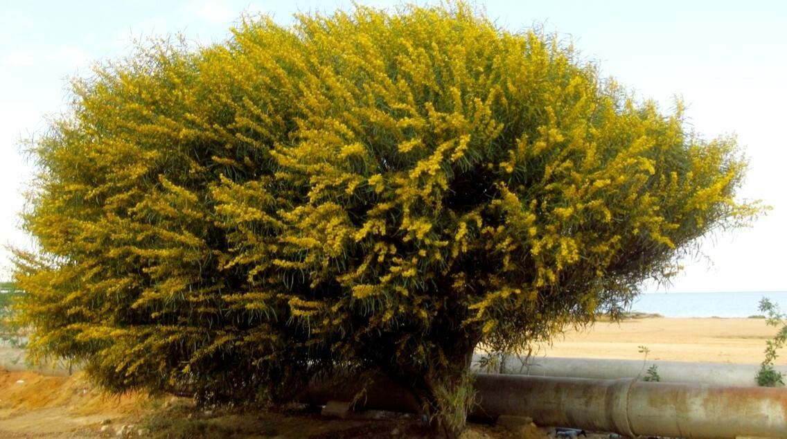 Acacia saligna habit