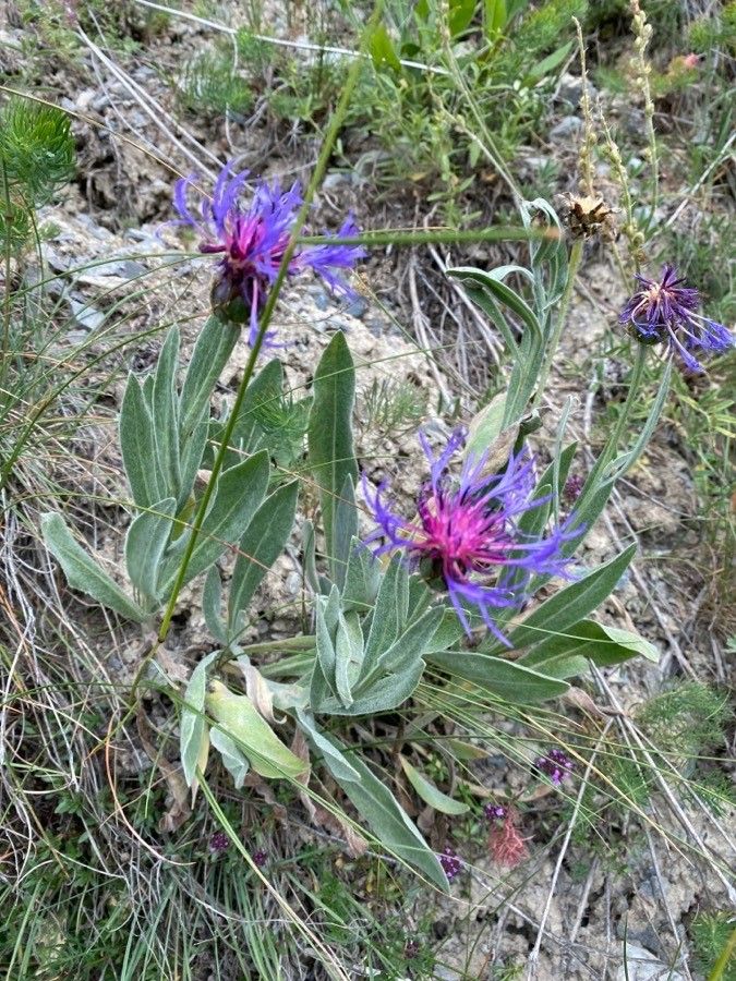 Cyanus semidecurrens flower
