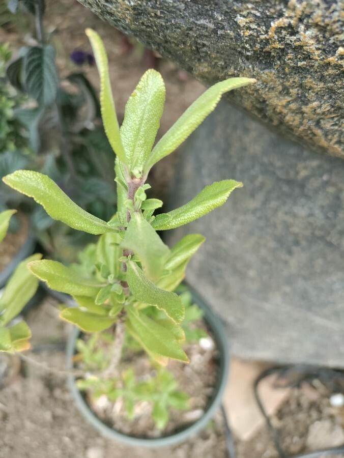 Salvia munzii — houseplant care guide