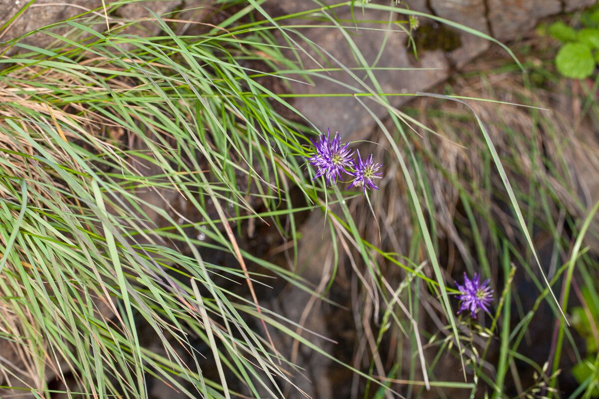 Phyteuma scheuchzeri — search result for 'Campanulaceae'