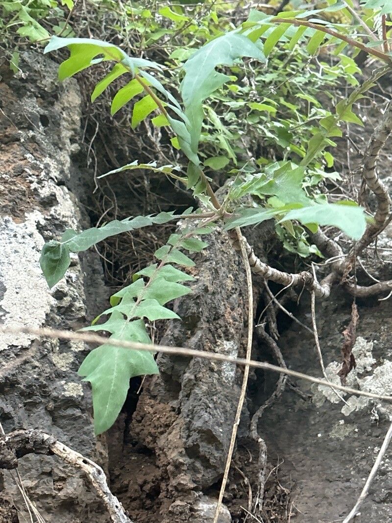 Sonchus gummifer leaf