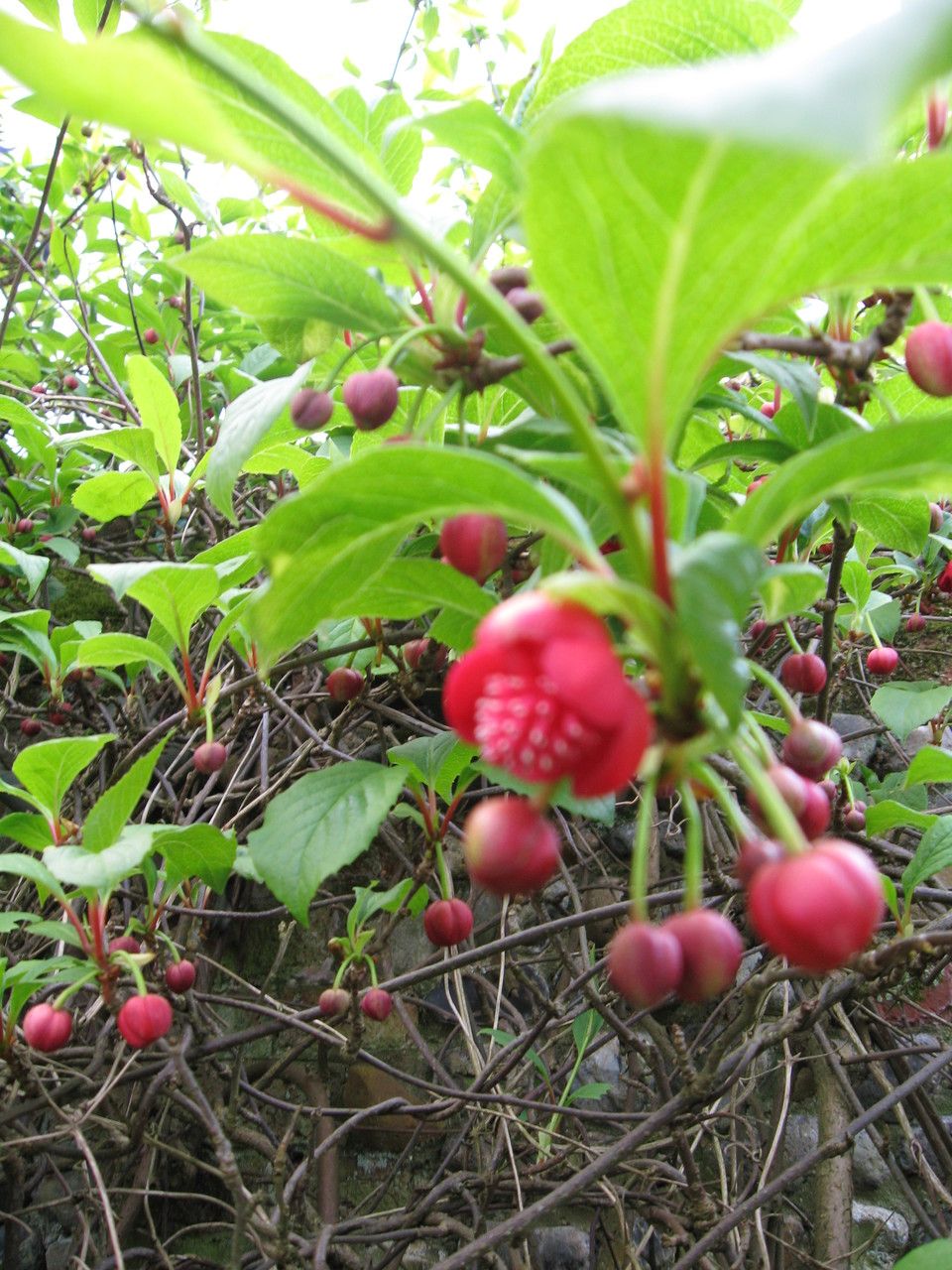 Schisandra rubriflora flower