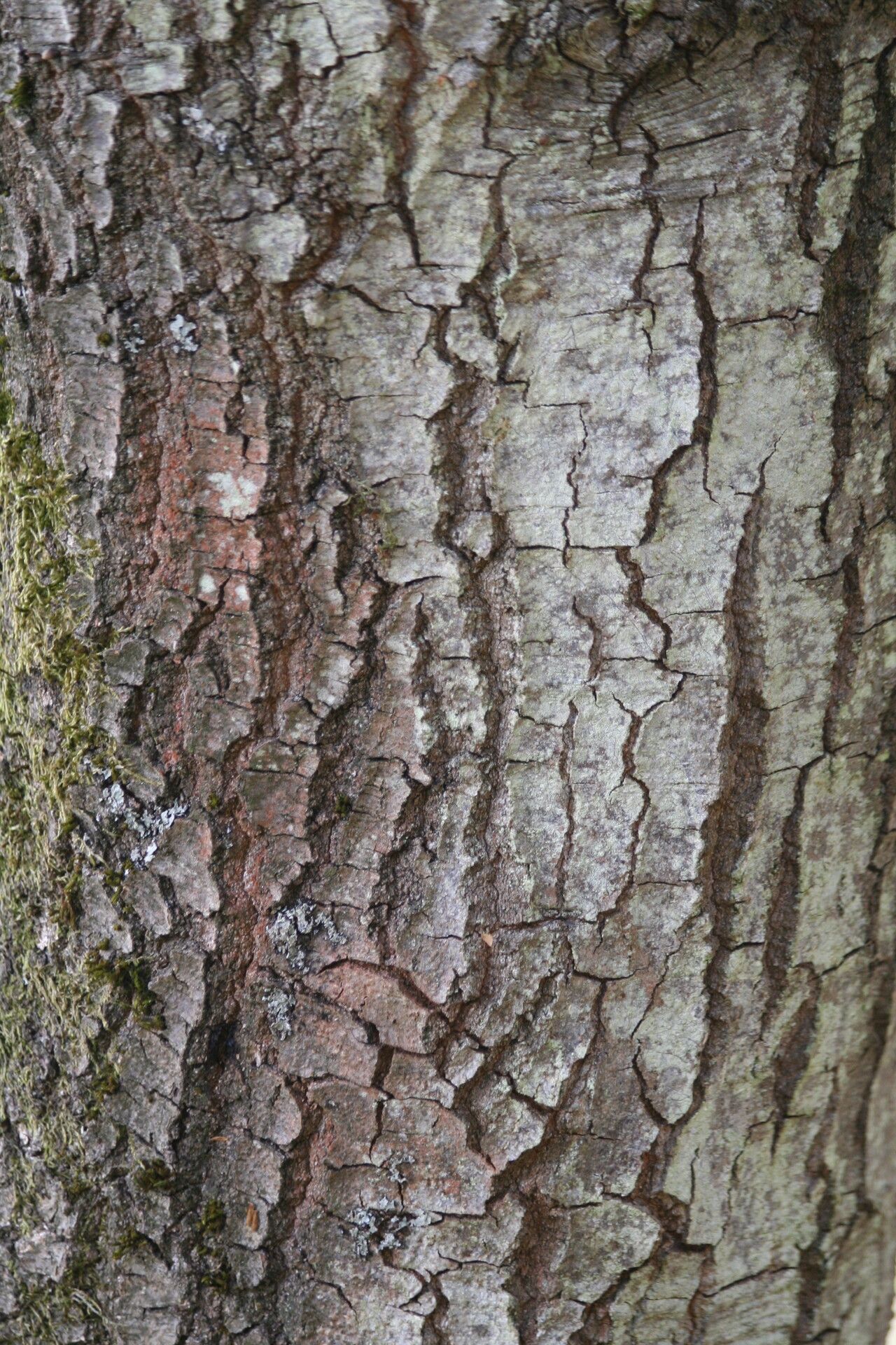 Quercus brantii bark