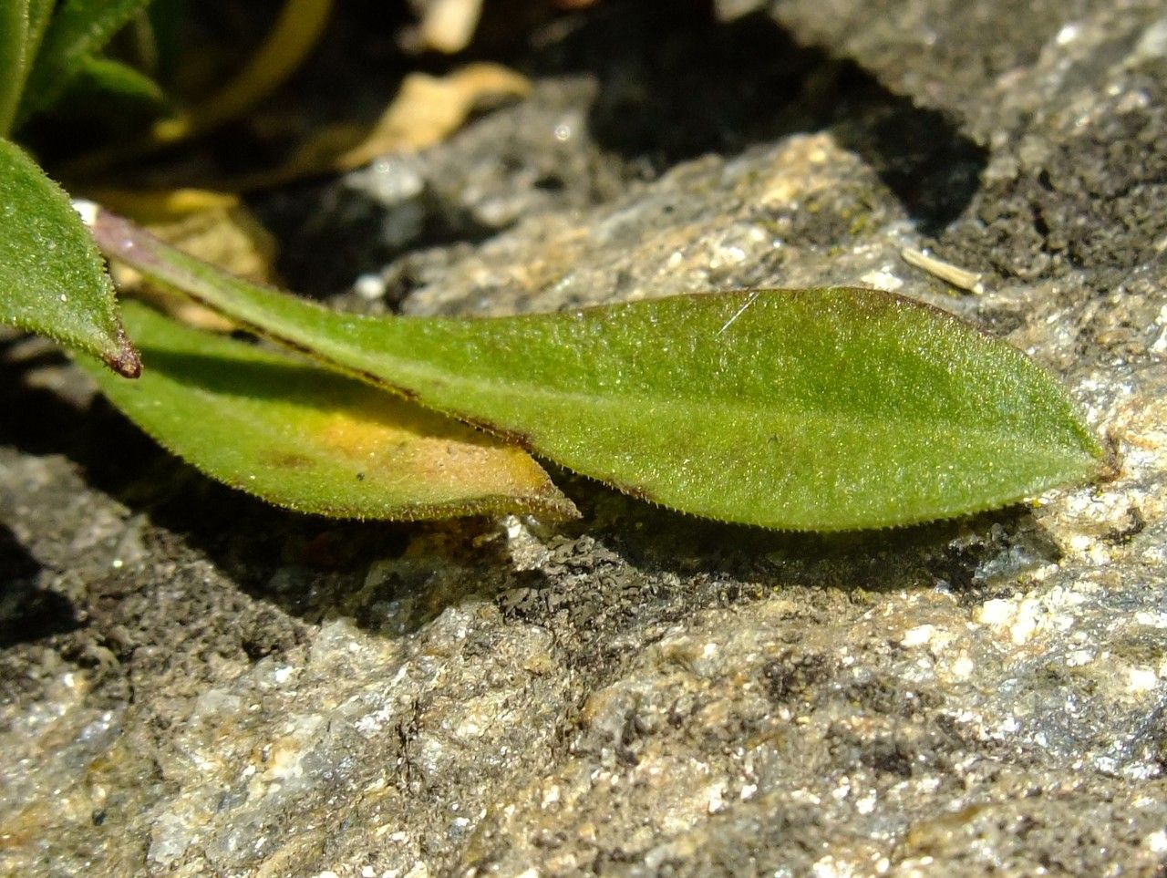 Silene vallesia leaf