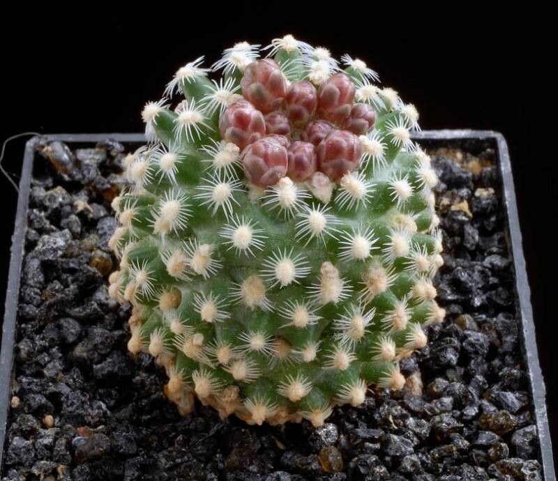 Pediocactus knowltonii habit