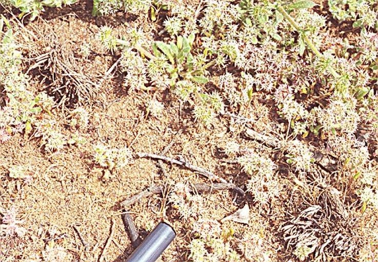 Chorizanthe robusta habit