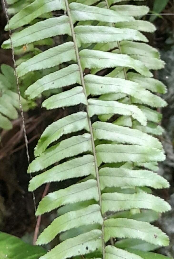 Nephrolepis rivularis — search result for 'Central Africa'