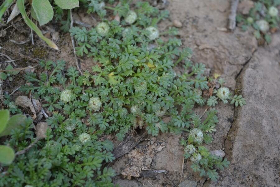 Soliva stolonifera flower