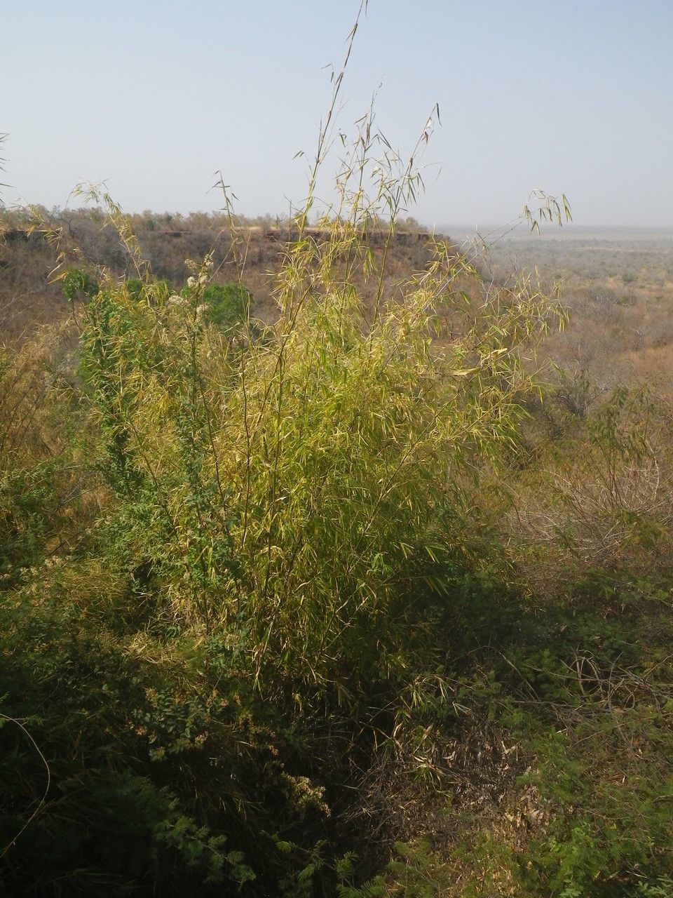 Oxytenanthera abyssinica — search result for 'Tropical West Africa'