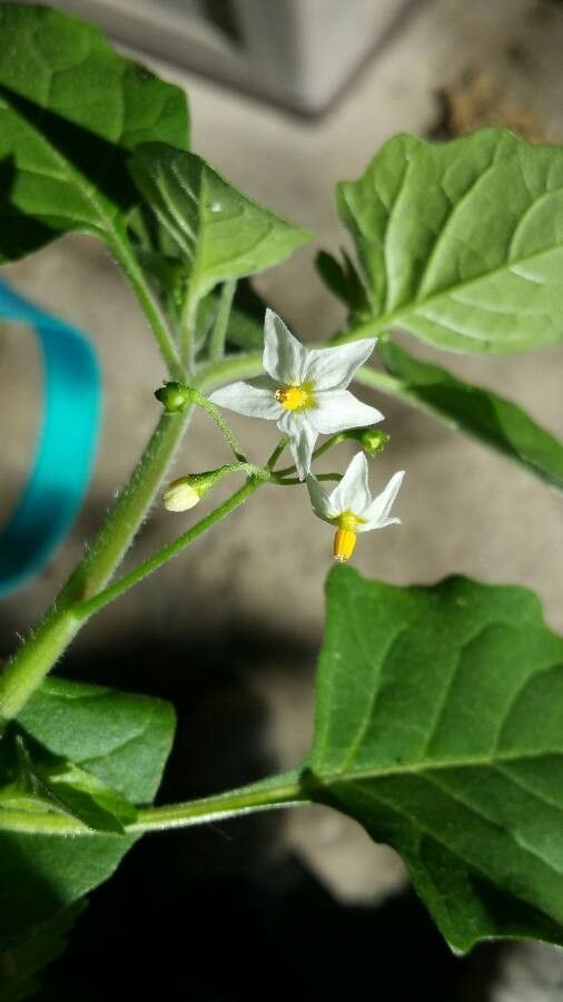 Solanum ptychanthum flower