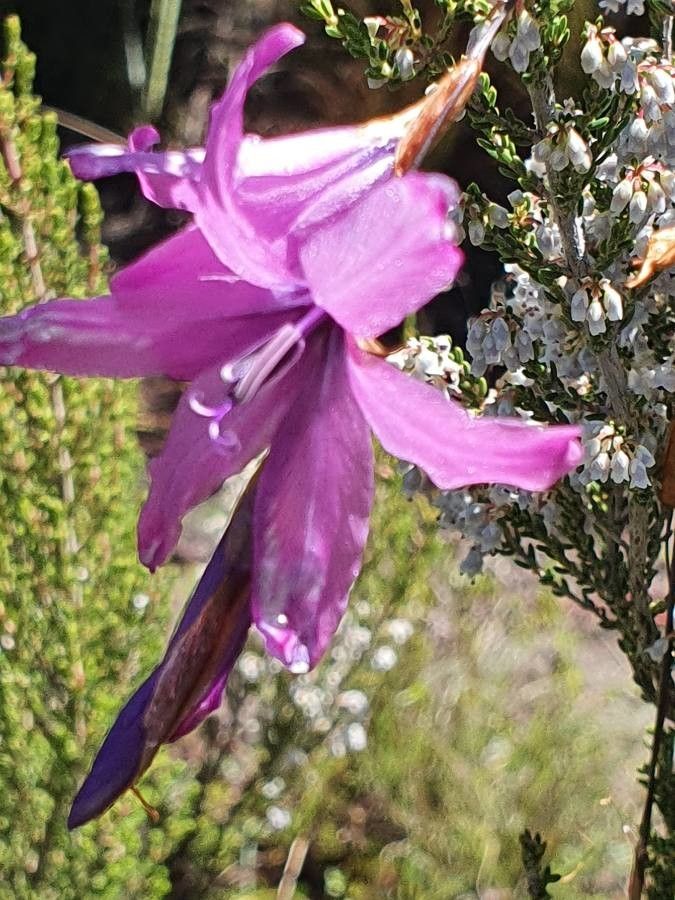 Dierama cupuliflorum flower