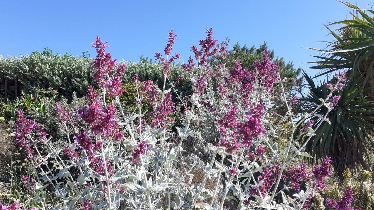 Penstemon monoensis — houseplant care guide