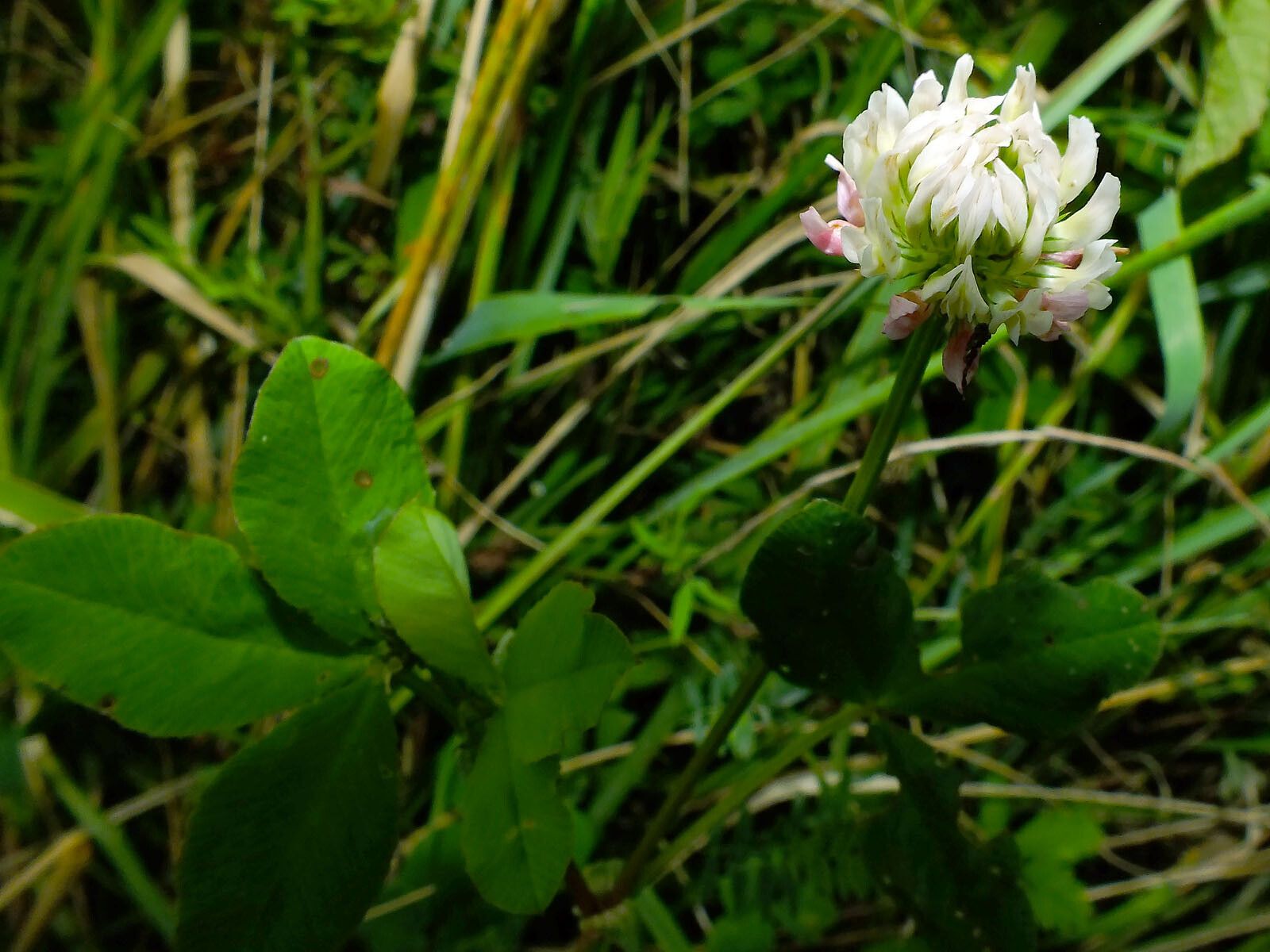 Trifolium hybridum flower